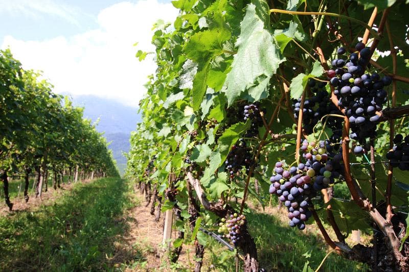 vino caldaro