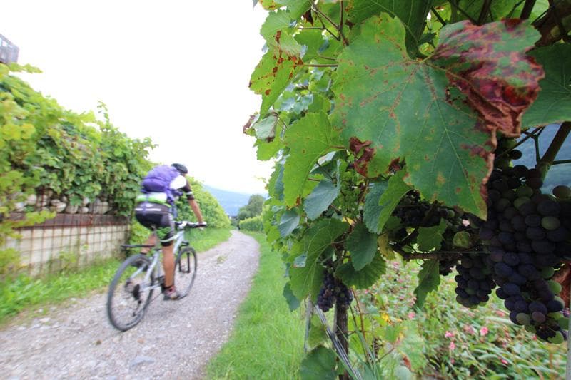 in bici tra i vigneti