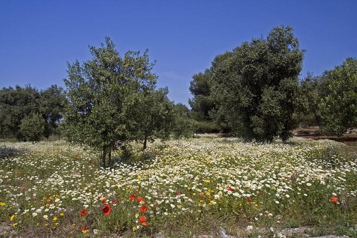 campagna3
