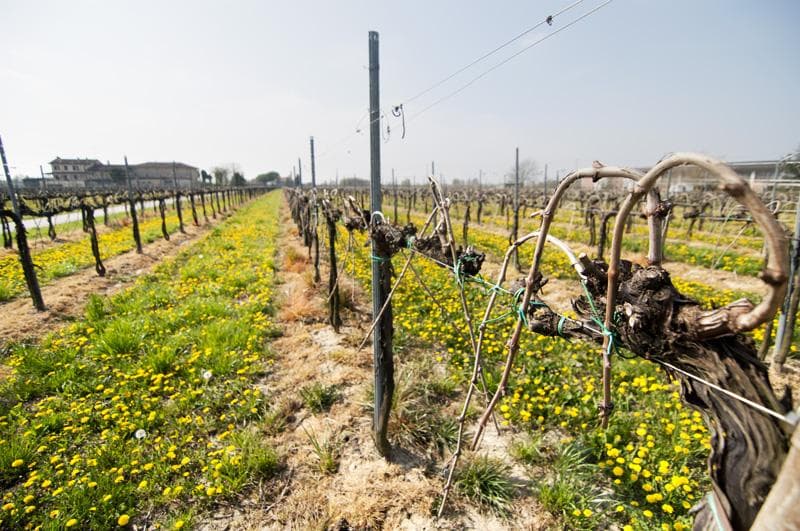 vigneti strada dei vini doc lison pramaggiore