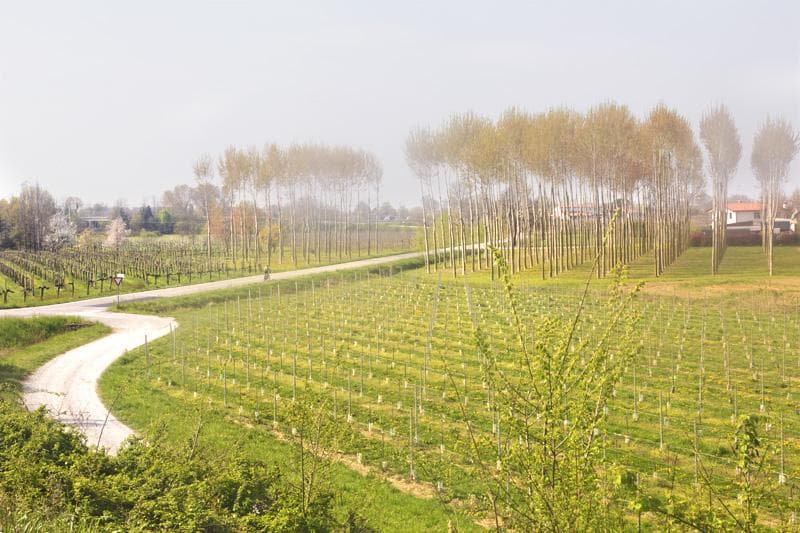 vigneti strada vino