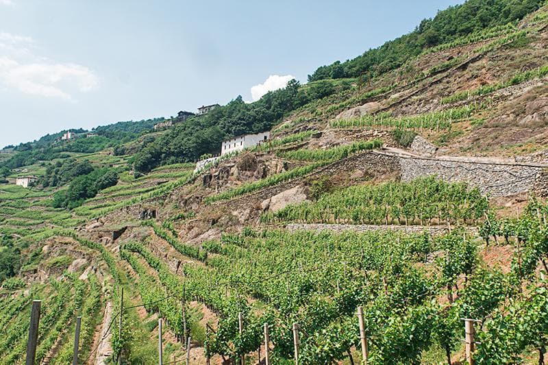 vigneti valtellina