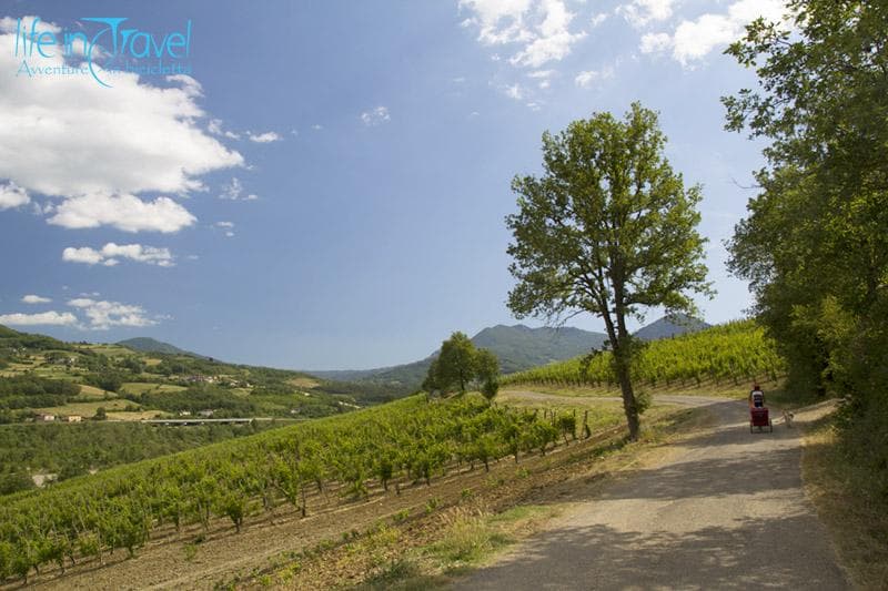 vigneti val trebbia