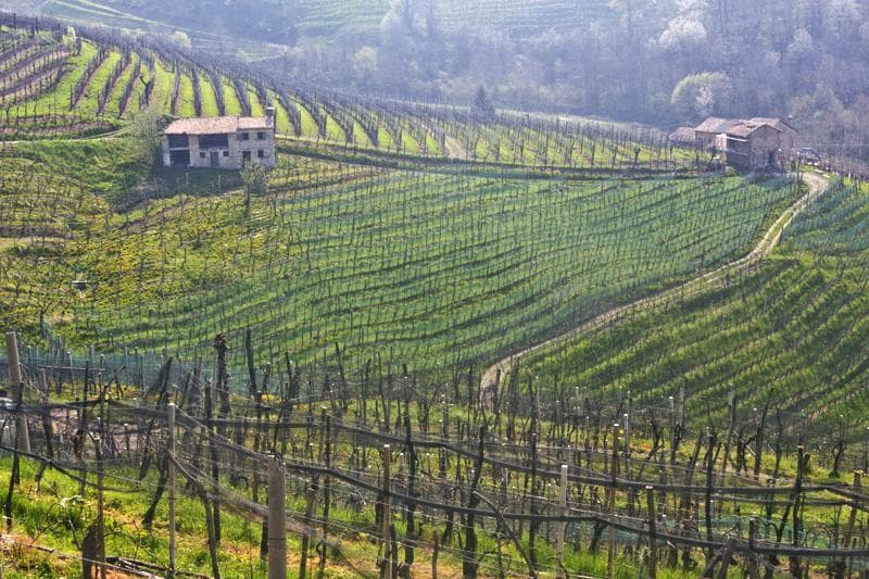 Prosecco bicycle tour vigneti valdobbiadene