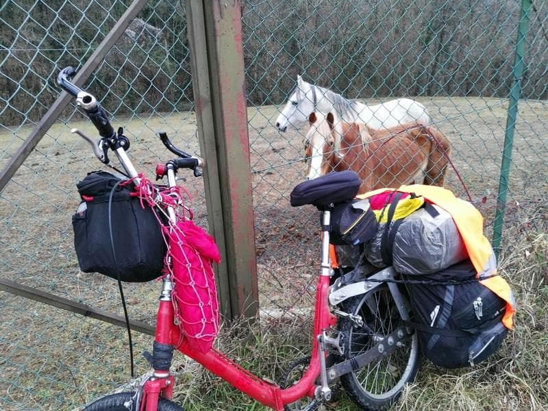 goat vs cavalli