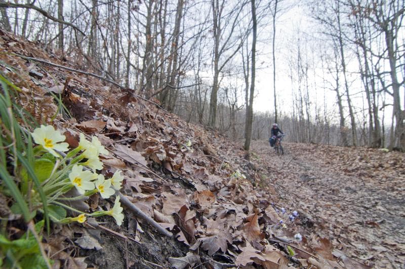 bosco via francigena piemonte