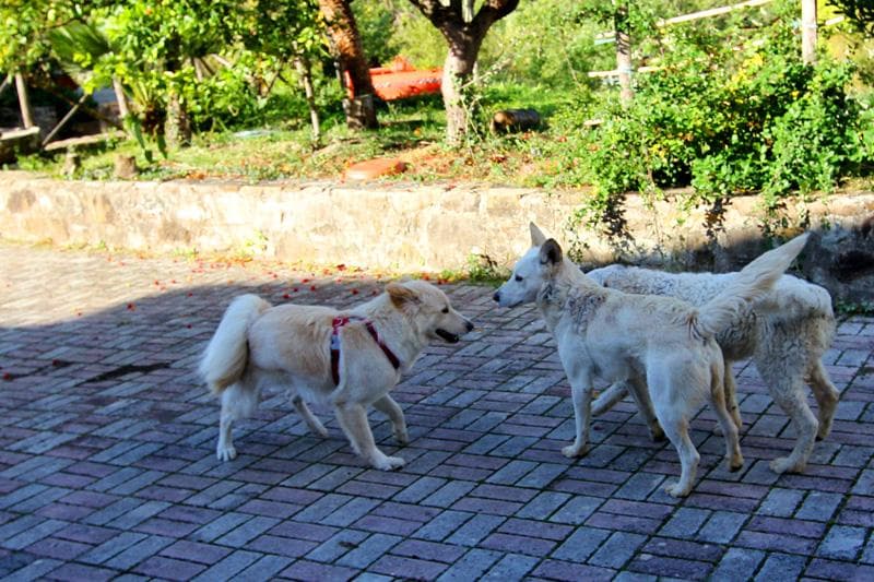 05 nala e amici