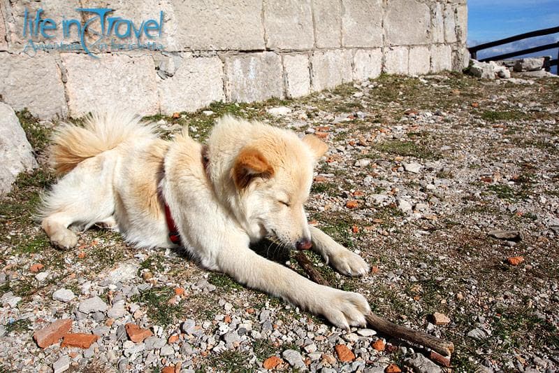 nala sgranocchia un legno