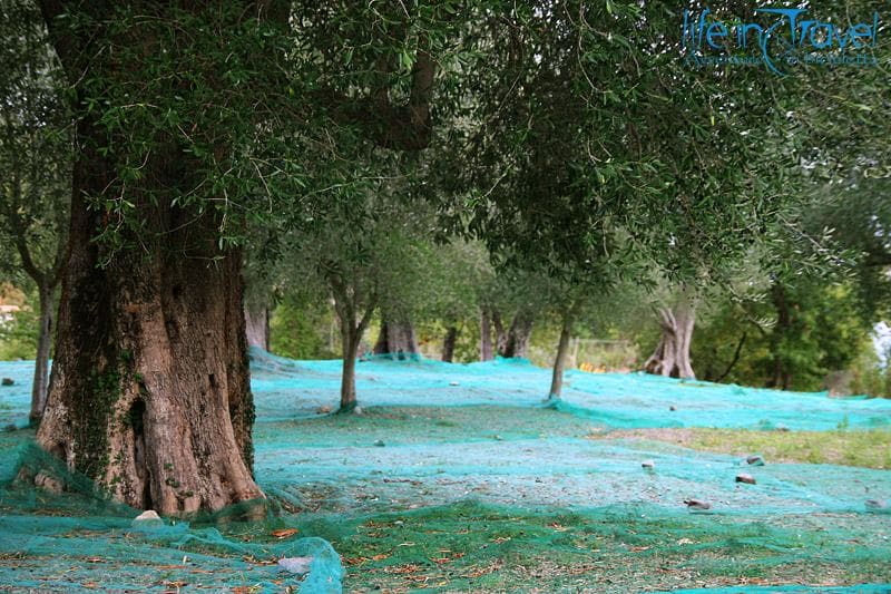 raccolta olive spagna