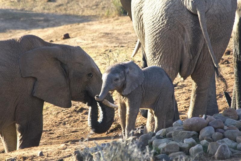 addo elephant park