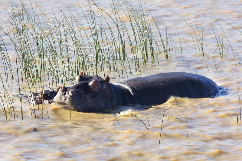 isimangaliso
