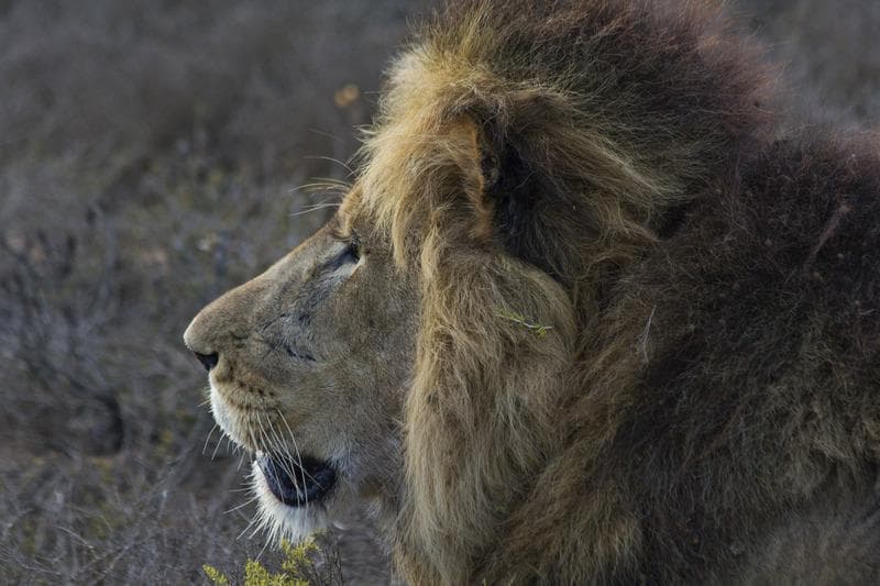 kruger national park