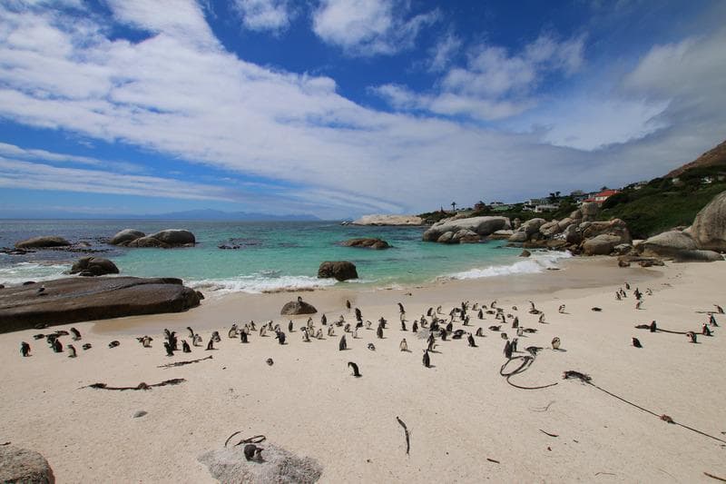 pinguini del capo