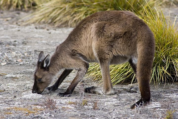 canguro australia