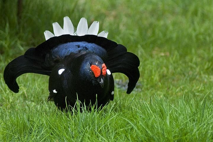 gallo-forcello