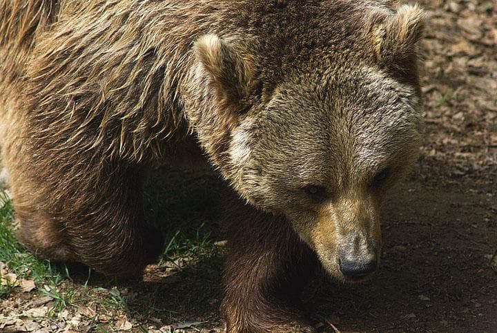 orso bruno