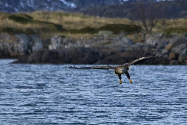 Avvistare aquile di mare in Norvegia