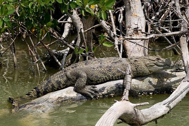 coccodrillo