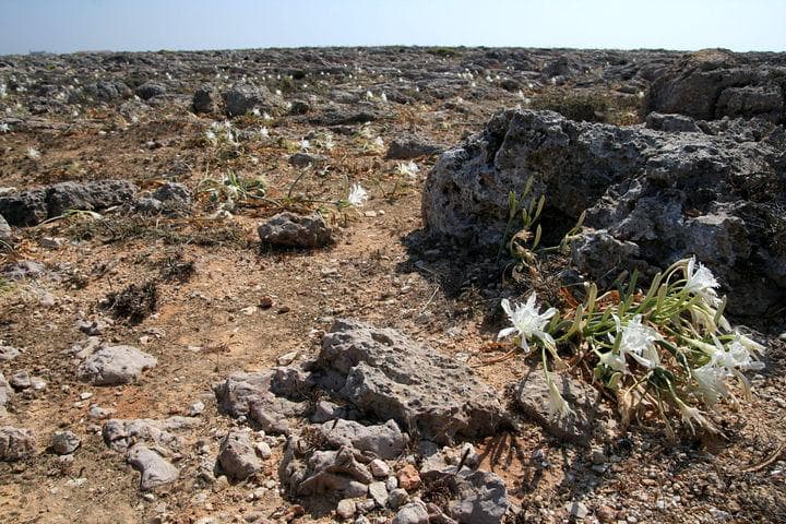 costa atlantica