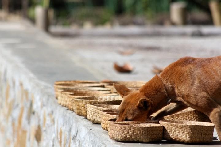 buon appetito cane