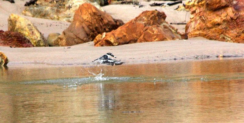 kingfisher