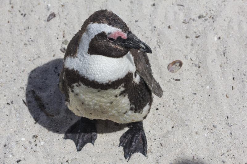 pinguino del capo