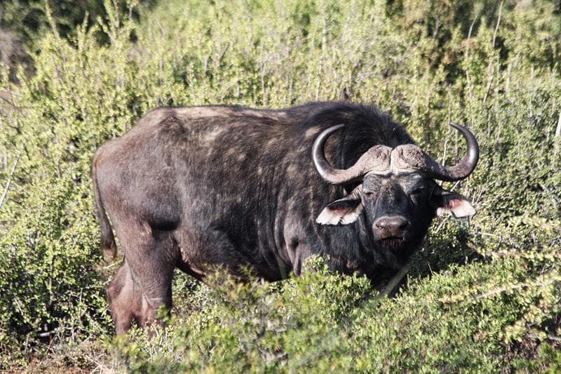 buffalo del capo sudafrica