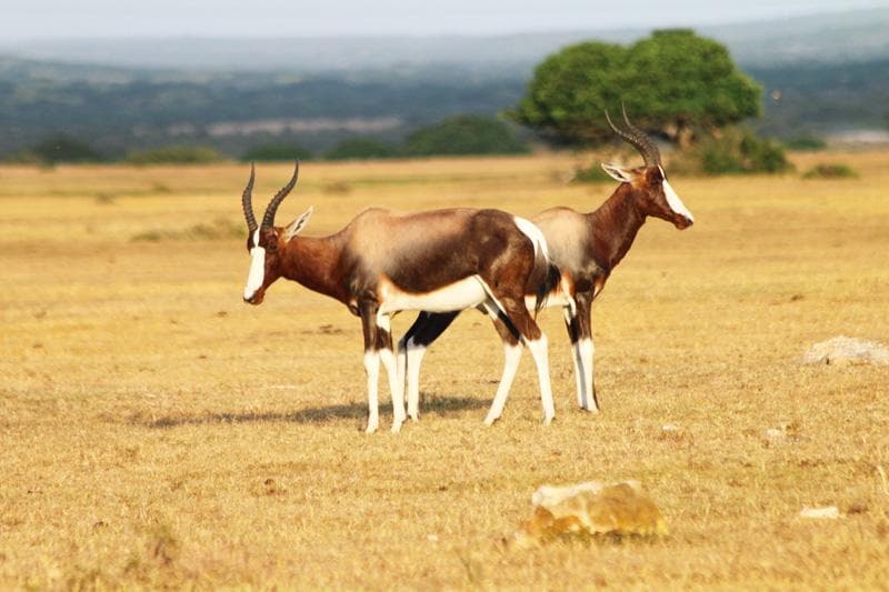 bontebok de hoop