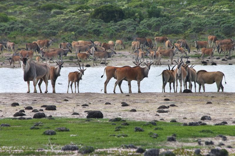elands de hoop nature reserve