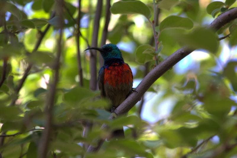 Sunbird a Kruisriver