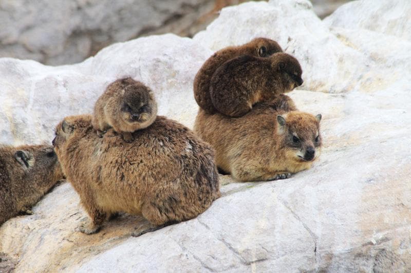 dassie stony point