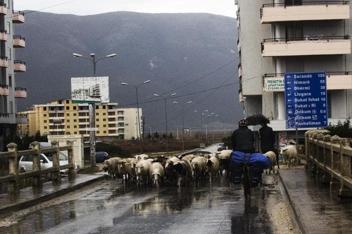 Orikum e gregge di pecore