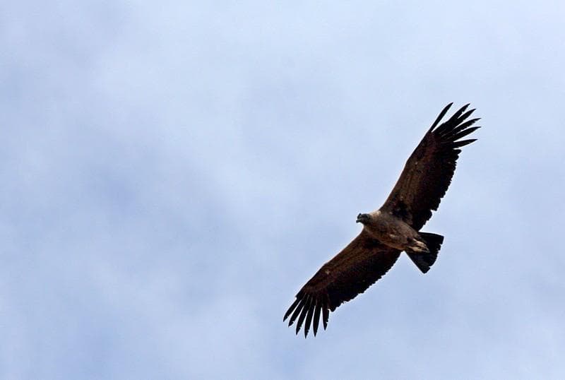 condor ande