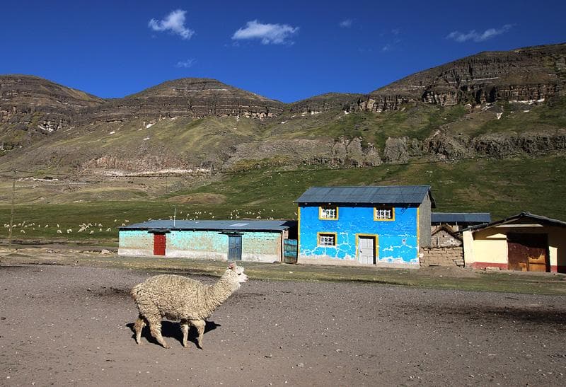 lama e alpaca pampamarca