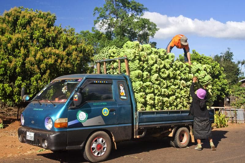 raccolta banane