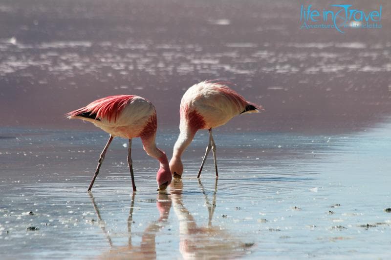 fenicotteri rosa ande