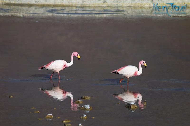 fenicotteri rosa bolivia