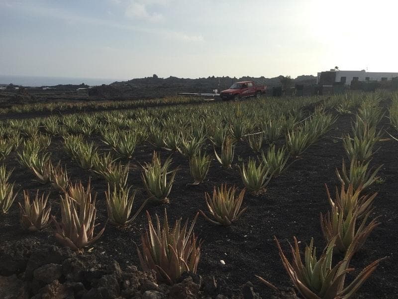 coltivazioni canarie
