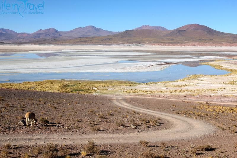 laguna salar de talar