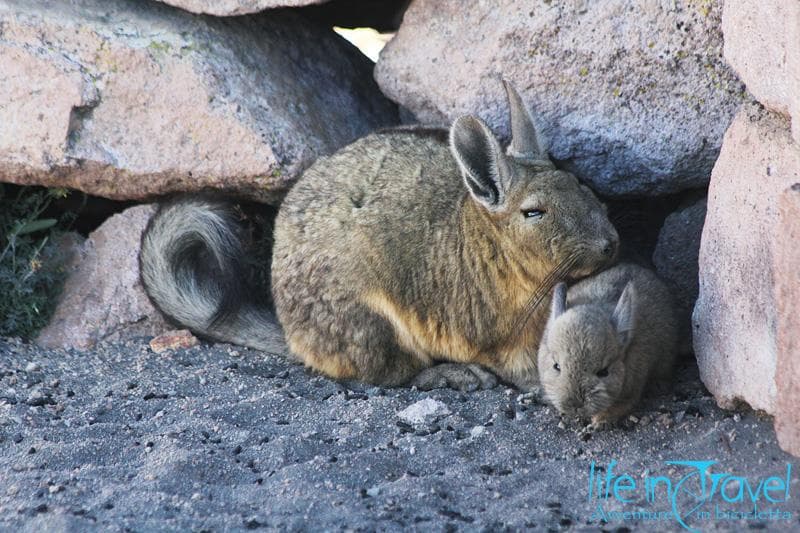 viscachas al lago chungara