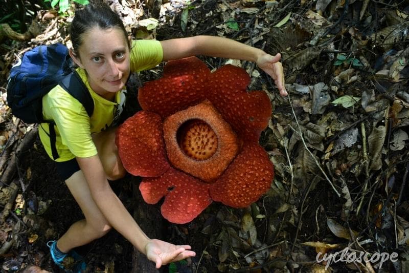 rafflesia the biggest floeer in the world wm