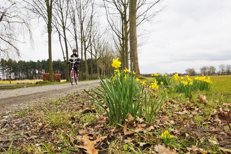 NARCISI BICI