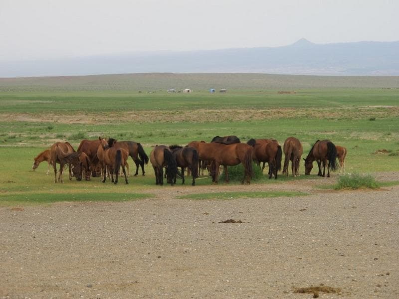 cavalli mongolia