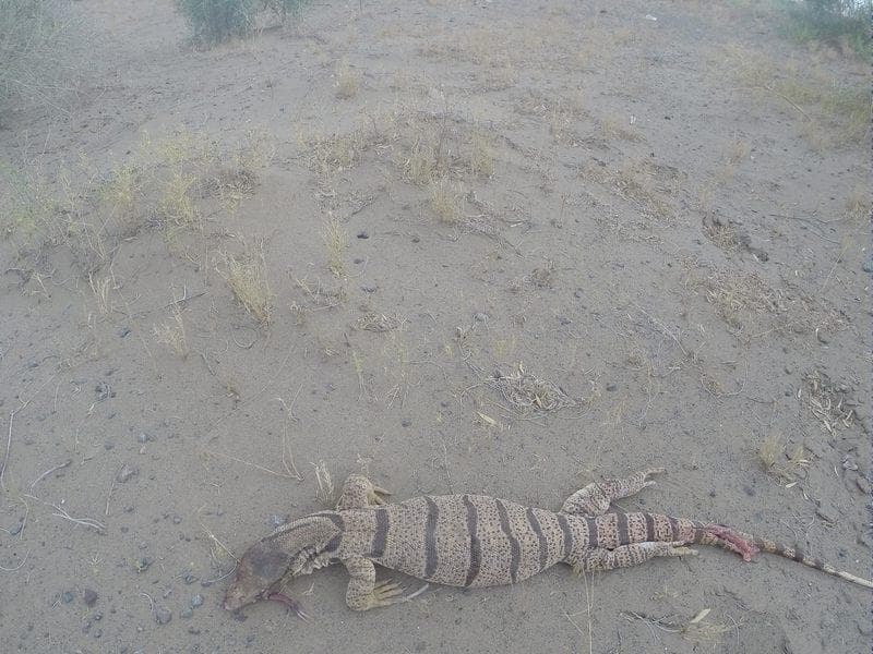 varano in turkmenistan