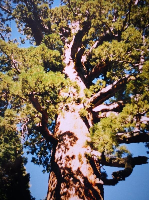 alberi secolari