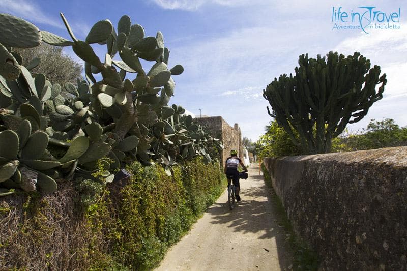 ibiza in mtb cactus
