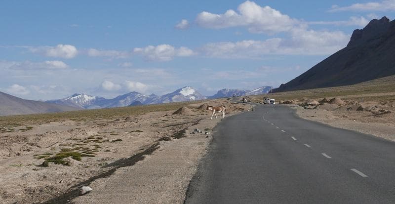 T7 Kiang ladakh in bici