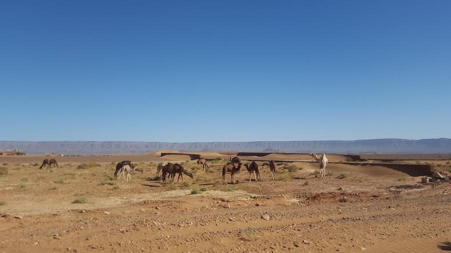marocco fattoria nel deserto 4