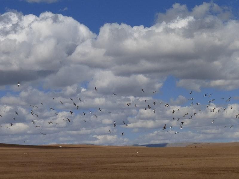 cieli mongolia