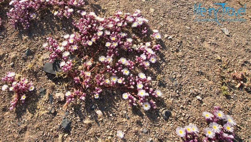 fioritura nel deserto